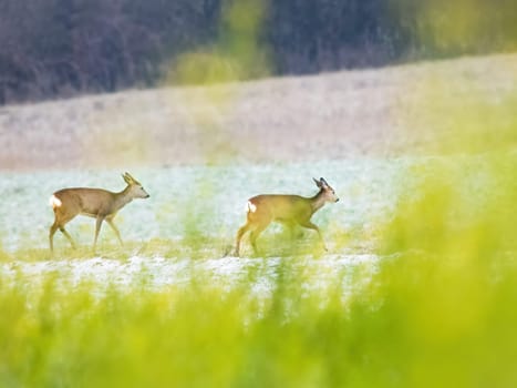 Roe deer herd in winter on a field