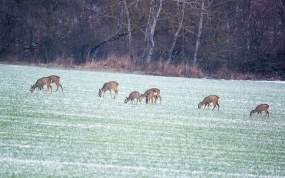 Roe deer herd in winter on a field