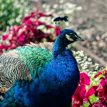Indian peacock in Polish park - Warsaw, Poland