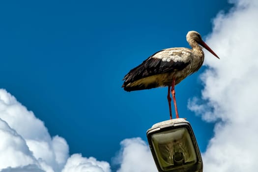 White stork (Ciconia ciconia) on the street lamp - Choczewo, Pomerania, Poland