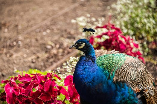 Indian peacock in Polish park - Warsaw, Poland