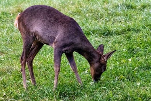 Western roe deer (Capreolus capreolus), also known as European roe in Bialowieza Forest, Poland