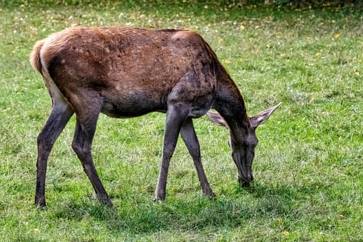 European red deer (Cervus elaphus) - female in Bialowieza Forest, Poland