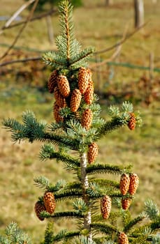 A branch of a blue spruce with cones.