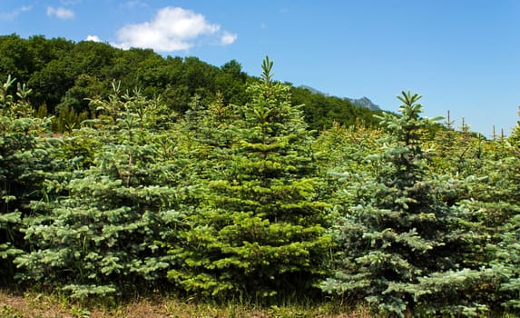 Perkalsky Dendrological nursery (foot of Mashuk),Northern Caucasus,Russia.