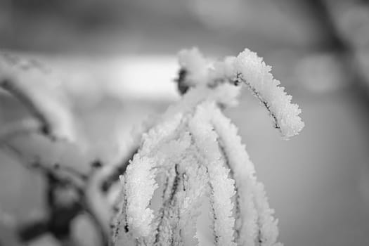 Ice crystals formed on branches and freeze in all directions. A richly textured and bizarre shapes were created. Winter shot from nature