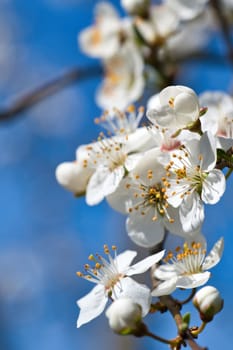 Branch with cherry blossom on fruit tree in garden. Blossom in spring. Background with bokeh. Blossoms photo from nature
