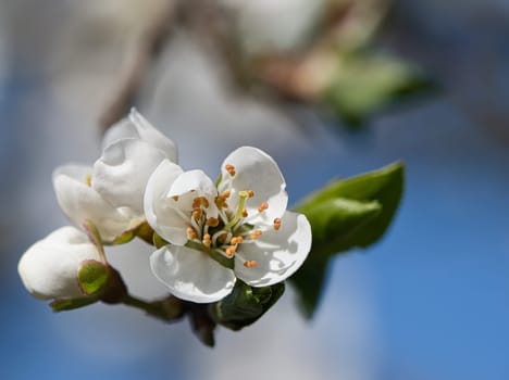 Branch with cherry blossom on fruit tree in garden. Blossom in spring. Background with bokeh. Blossoms photo from nature