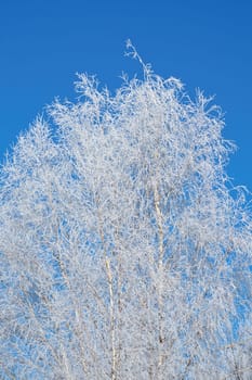 Iced birch tree covered with snow. Frozen branches covered with ice crystals. Nature shot from tree