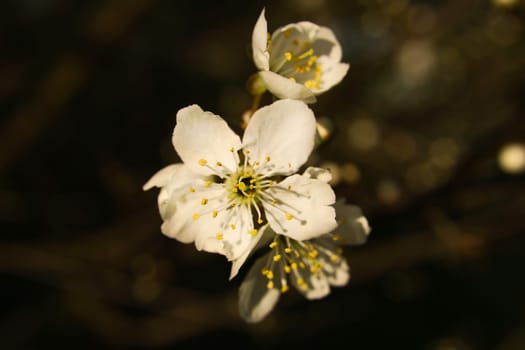 cherry blossoms on the branches of a cherry tree. dreamy, delicate petals that bloom in spring