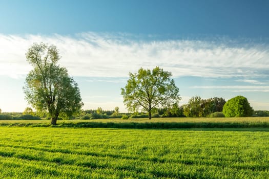 Green fields with trees and a white cloud on the sky, Nowiny, Poland