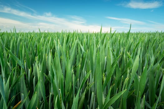 Green grain leaves on the field, horizon and blue sky, rural view