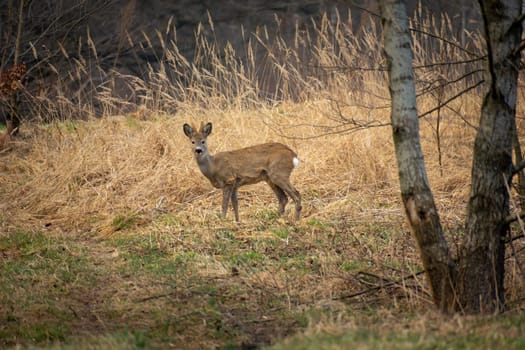 Male roe deer on a meadow in front of a forest, March day.