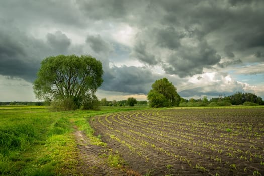 Small corn plants in rows growing in a field, trees and a cloudy sky