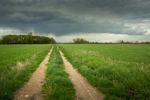 A dirt road between green fields and a cloudy sky, rural spring landscape.
