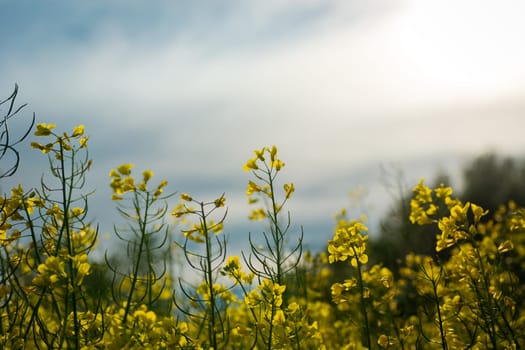 Stalks of yellow flowering rapeseed and a blurred sky, spring day