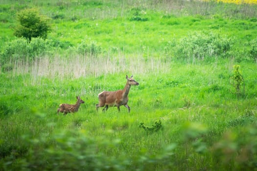 A hind and a young red deer running through a meadow, spring view