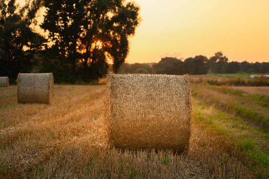 Round hay bales in a rural field, evening view