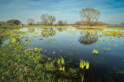Flooded meadow and reflection of a tree in the water, spring day