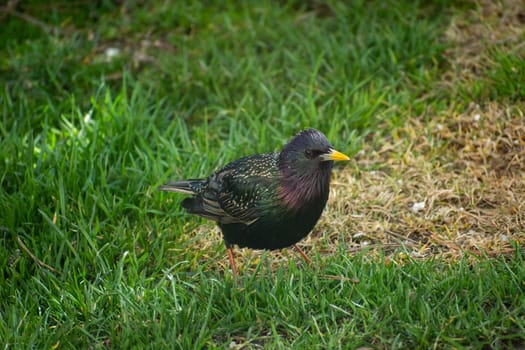 Common starling bird walking in the grass, spring day.