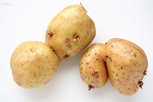 Ugly potatoes on white background. Unnormal vegetable, zero waste. Irregular shaped pratie spud. Influence of dioxins, radiation, pesticides and mutagenic factors on plant development