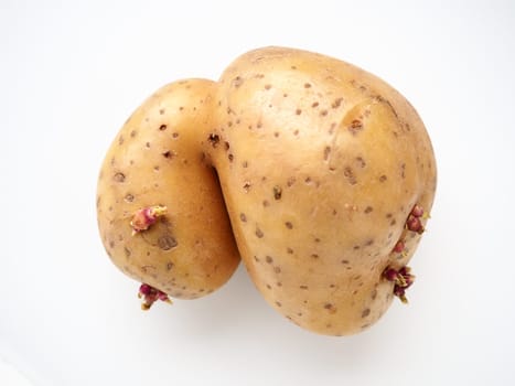Ugly potatoes on white background. Unnormal vegetable, zero waste. Irregular shaped pratie spud. Influence of dioxins, radiation, pesticides and mutagenic factors on plant development