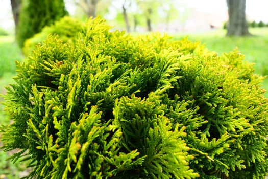 Sheared thuja on the lawn. Shaping the crown of thuja. Garden and park. Floriculture and horticulture. Landscaping of urban and rural areas. Yellow-green leaves and needles of coniferous plant.