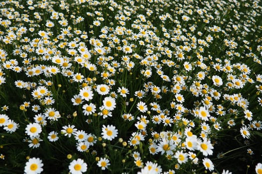 Daisies grow in the field. Matricaria chamomilla as a medicinal, cosmetic and aromatic agent. A field of beautiful daisies. Meadow wild white and yellow flower. Agricultural field overgrown with weeds