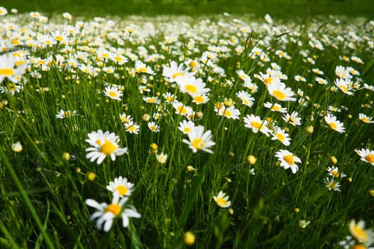 Daisies grow in the field. Matricaria chamomilla as a medicinal, cosmetic and aromatic agent. A field of beautiful daisies. Meadow wild white and yellow flower. Agricultural field overgrown with weeds