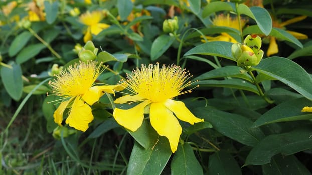 Hypericum calycinum is a species of prostrate or low-growing shrub in the flowering plant family Hypericaceae. Widely cultivated for its large yellow flowers as a garden plant include Rose-of-Sharon.