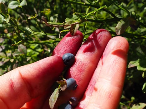 Hand picking common blueberries. Fingers stained with blueberry juice. Blueberry, or Blueberry myrtle Vaccinium myrtillus, a low-growing shrub, genus Vaccinium of the family Heatheraceae