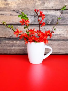 Still life with red flowers and crockery. Branches and scarlet flowers of chaenomeles in a white cup with a handle on a red table, against the background of wooden boards. Apartment kitchen design.