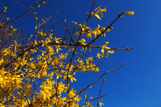 Forsythia is a genus of shrubs and small trees of the Olive family. Numerous yellow flowers on branches and shoots against a blue sky. Lamiaceae Olive family Genus Forsythia.