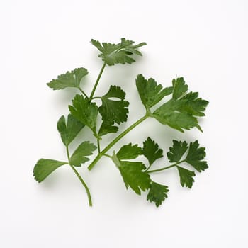 Petroselinum crispum, one- to two-year-old plant umbrella family Umbelliferae. Celery odorous, or Celery fragrant Apium graveolens is a biennial plant Apiaceae, a vegetable crop. White background