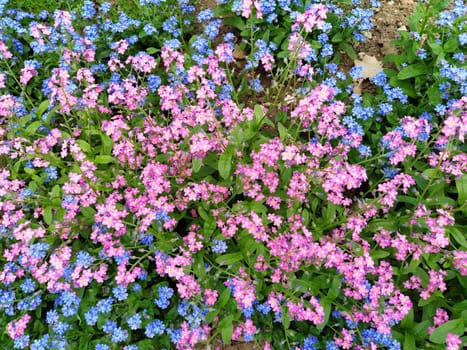 Forget-me-nots. Myosotis flowering blue pink plants in the family Boraginaceae. Forget-me-nots or scorpion grasses. Myosotis alpestris flowers for decorating lawns and flower beds. Garden landscape