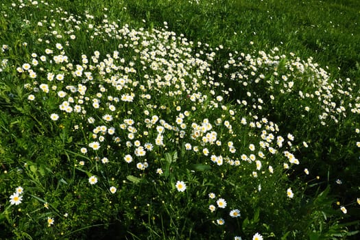 Daisies grow in the field. Matricaria chamomilla as a medicinal, cosmetic and aromatic agent. A field of beautiful daisies. Meadow wild white and yellow flower. Agricultural field overgrown with weeds
