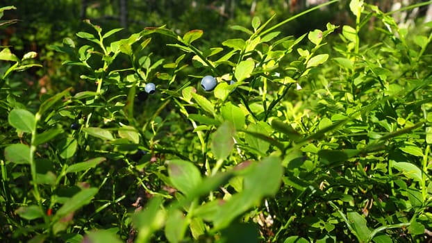Blueberry, or Blueberry myrtle Vaccinium myrtillus, a low-growing shrub, a species of the genus Vaccinium of the family Heatheraceae. Forest wild blue purple berries and green leaves. Picking berries