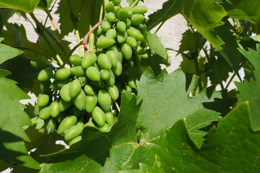 Young green grapes hang on the branches of the vine. Unripe grapes as a future crop. Plant diseases. Green grape leaves. Serbia, Vojvodina, Sremska Mitrovica. Winemaking in Serbia.