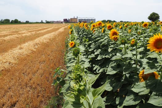 Agricultural sunflowers field. The Helianthus sunflower is a genus of plants in the Asteraceae family. Annual sunflower and tuberous sunflower. Blooming bud with yellow petals. Furry leaves. Serbia