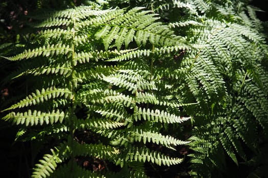 Fern plant in the forest. Beautiful graceful green leaves. Polypodiphyta, vascular plants, modern ferns and ancient higher plants. Fern Polypodiophyta appeared millions years ago in the Paleozoic era.