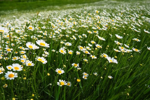 Daisies grow in the field. Matricaria chamomilla as a medicinal, cosmetic and aromatic agent. A field of beautiful daisies. Meadow wild white and yellow flower. Agricultural field overgrown with weeds