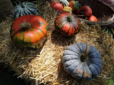 Gray pumpkin and several orange pumpkins on straw. Botanical variety of pumpkins. Vegetables zucchini and squash. Halloween symbol. Autumn harvest. Allhalloween, All Hallows Eve, or All Saints Eve.