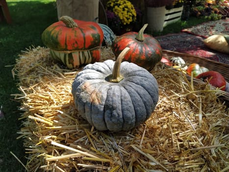 Gray pumpkin and several orange pumpkins on straw. Botanical variety of pumpkins. Vegetables zucchini and squash. Halloween symbol. Autumn harvest. Allhalloween, All Hallows Eve, or All Saints Eve.
