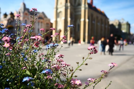 Freedom Square Novi Sad Serbia April 30 2022 People walk along the street. Pink and blue forget-me-not flowers grow in a flower bed. The Name of Mary Church, a Roman Catholic parish church in Novi Sad