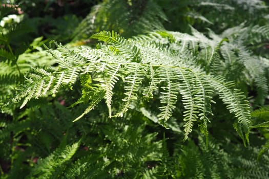 Fern plant in the forest. Beautiful graceful green leaves. Polypodiphyta, vascular plants, modern ferns and ancient higher plants. Fern Polypodiophyta appeared millions years ago in the Paleozoic era.