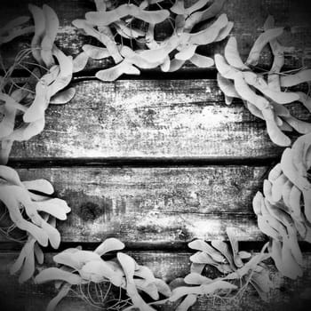 maple seeds along the edges of a wooden background made of horizontal planks. Frame or blank for text. Free space for text. copyspace. flat lay. Vegetable forest ecological background. Black and white