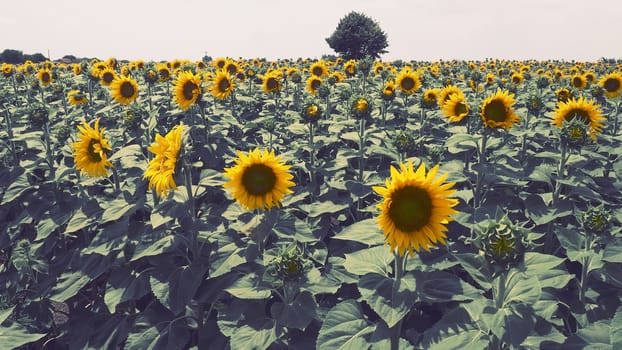 The Helianthus sunflower is a genus of plants in the Asteraceae family. Annual sunflower and tuberous sunflower. Agricultural field. Blooming bud with yellow petals. Furry leaves. Serbia agriculture.