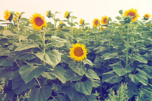 The Helianthus sunflower is a genus of plants in the Asteraceae family. Annual sunflower and tuberous sunflower. Agricultural field. Blooming bud with yellow petals. Furry leaves. Serbia skyline