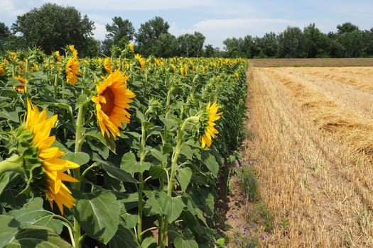 The Helianthus sunflower is a genus of plants in the Asteraceae family. Annual sunflower and tuberous sunflower. Agricultural field. Blooming bud with yellow petals. Furry leaves. Serbia agriculture.