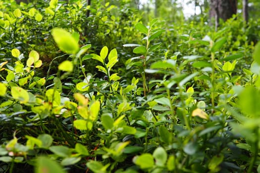 Blueberry, or Blueberry myrtle Vaccinium myrtillus, a low-growing shrub, a species of the genus Vaccinium of the family Heatheraceae. Forest wild blue purple berries and green leaves. Picking berries